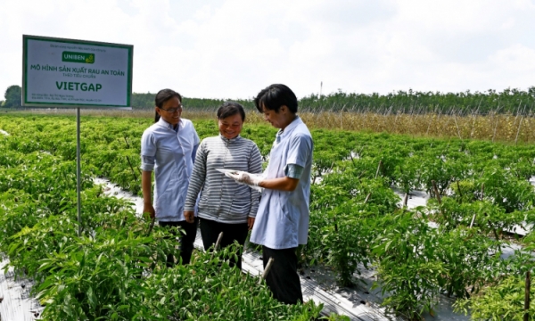 UNIBEN hỗ trợ nông dân thực hiện VietGAP, sản xuất rau an toàn